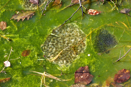 Frogspawn in a pond at springtimeの写真素材