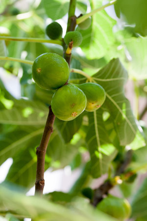 Green figs on the tree in a sunny day