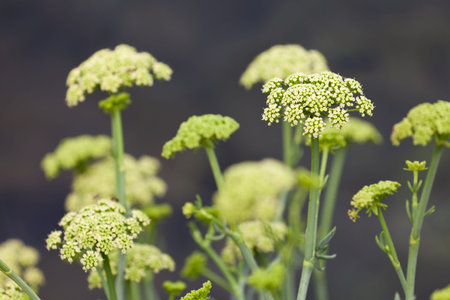 Crithmum maritimum known as samphire or sea fennel is an edible wild plant found on southern and...