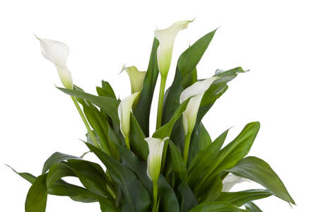 Calla lily isolated on whiteの写真素材