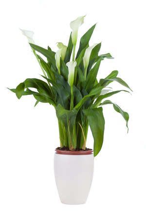 Calla lily in a pot, isolated on whiteの写真素材
