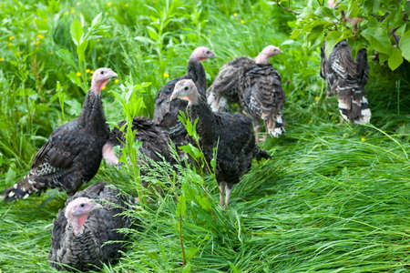 Young turkey chicks on farm in the openの写真素材