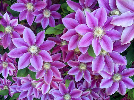 Clematis flowers making a floral backgroundの写真素材