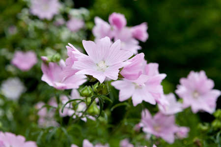 Vervain mallow (Malva alcea) in the wildの写真素材