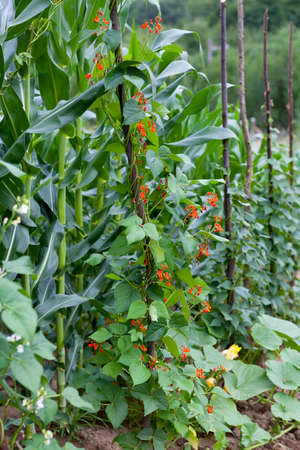 Kidney beans blooming bright red in the gardenの写真素材