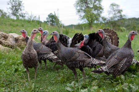 Black turkeys on the farmの写真素材