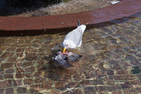 Seagull feeding from a dead pigeonの写真素材