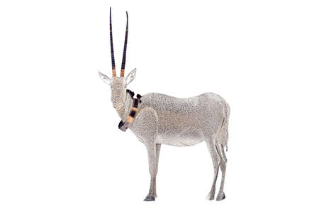 Wild arabian oryx leucoryx made of fine gold on white background  . The Arabian Oryx is Qatar's national animal.の写真素材