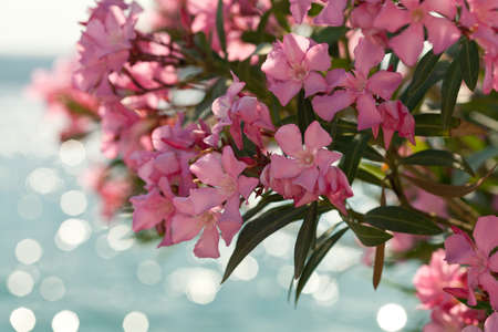 Pink oleander flowers against blue sea backgroundの写真素材
