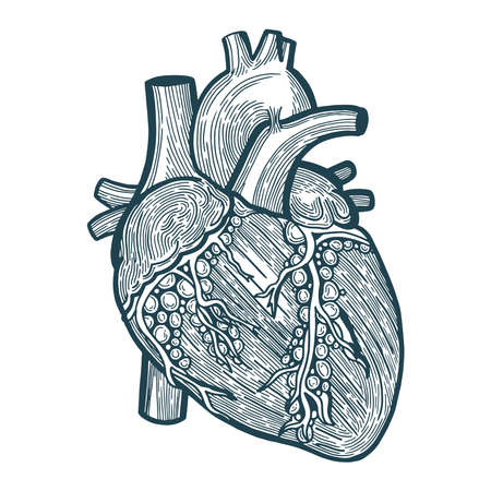 Heart Heart engraving style sketch drawing. Hand drawn heart vector illustration.のイラスト素材