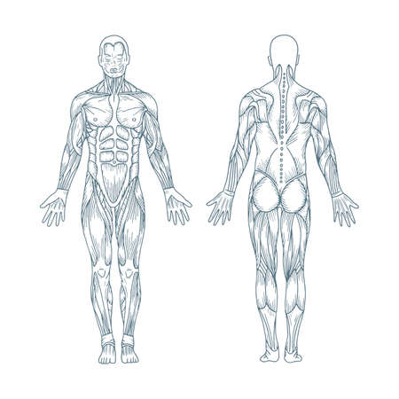 Human anatomy. Hand drawn human body anatomy. Male body muscular system sketch drawing. Part of set.のイラスト素材