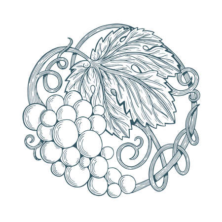 Grape Grape and vine vector illustration. Grape sketch hand drawing.のイラスト素材
