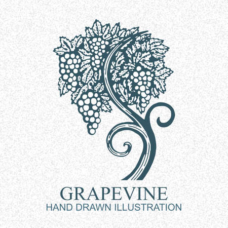 Grape vine. Vineyard engraving style hand drawn vector illustration. Grape and vine logo.のイラスト素材
