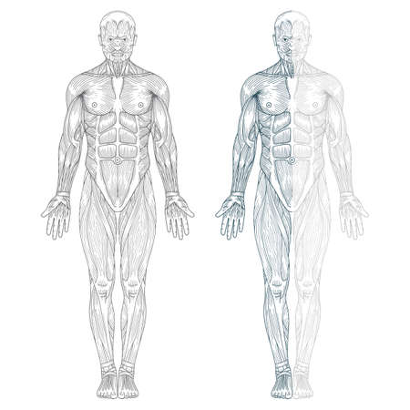 Human anatomy. Hand drawn human body anatomy. Male body muscular system sketch drawing. Part of set.のイラスト素材