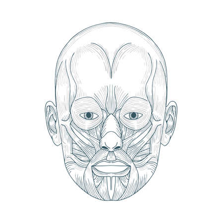 Human head anatomy. Hand drawn human face anatomy. Male head muscular system sketch drawing. Part of set.のイラスト素材
