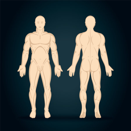 Male body. Hand drawn male body set. Men body front and back view isolated vector illustration. Male...