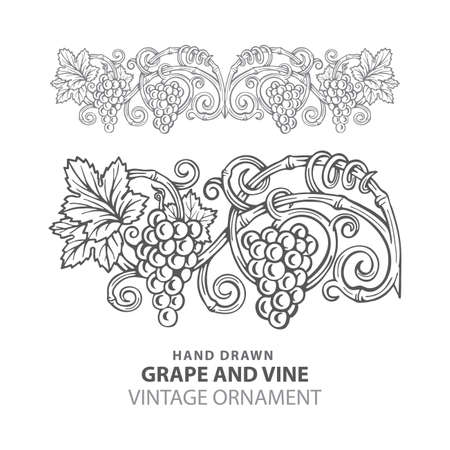Grape Hand drawn grape and vine engraving style illustrations set. Bunch of grapes vector design element. Grape and vine logo and background. Wine theme grape and vine vintage style ornament. Part of set.のイラスト素材