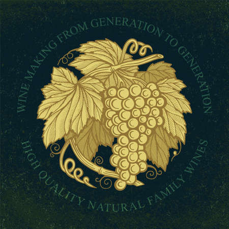Grape bunch. Hand drawn grape bunch engraving style illustration. Grape and vine logo and background. Wine theme grape and vine vintage style ornament. Part of set.のイラスト素材