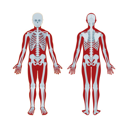 Vector of Skeleton. Human skeleton - ID:1-151140886 - Royalty Free ...