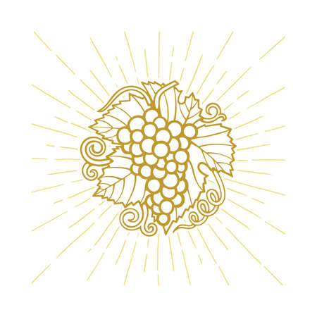 Grape and vine hand drawn illustration. Grape bunch vintage style drawing. Grape and vine retro style vector logo. Wine theme design template. Part of set.のイラスト素材