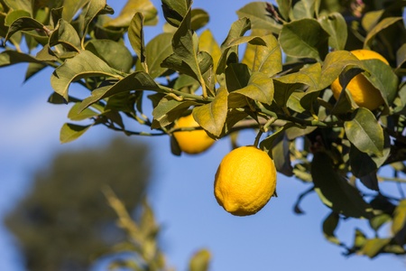 lemon treeの写真素材