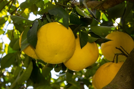grapefruitの写真素材