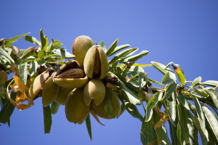Branch of almond