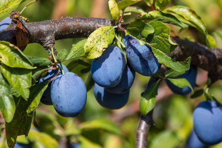plum tree
