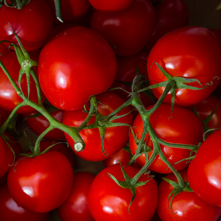 tomatoes are the fruit of a plant is characteristic their red colorの写真素材