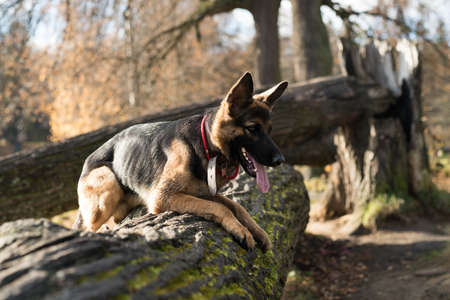 German Shepherd dog playing on a fallen tree in a city park.の写真素材