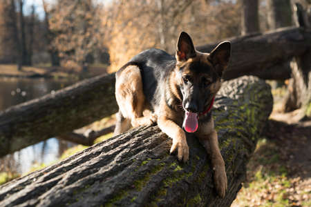German Shepherd dog playing on a fallen tree in a city park.の写真素材