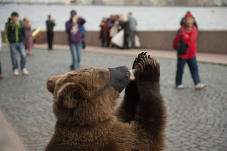 A brown bear is  sucking milk from a bottle on the embankment of Neva Riverの写真素材