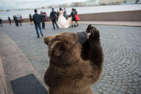  A brown bear is  sucking milk from a bottle on the embankment of Neva Riverの写真素材