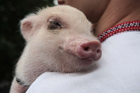 St. Petersburg, Russia - September 20, 2015:  A little pig at the hands of a man on a city festival of meat.のeditorial素材