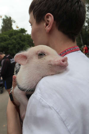 St. Petersburg, Russia - September 20, 2015:  A little pig at the hands of a man on a city festival of meat.のeditorial素材