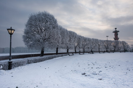 Neva embankment in the frosty winter evening. Rostral column, trees in frost, the city lights. The main attraction of the city. Saint-Petersburg, Russia.の写真素材