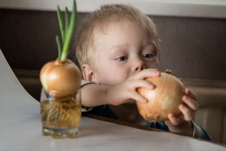 Blonde child aged 2-3 years old playing with green onion germinating onion, which is on the table.の写真素材