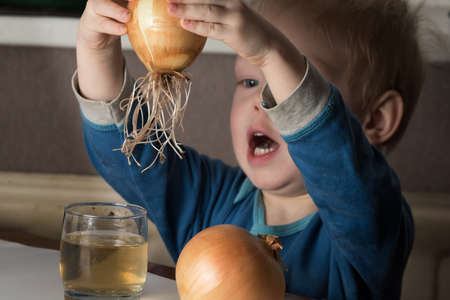 Blonde child aged 2-3 years old playing with green onion germinating onion, which is on the table.の写真素材