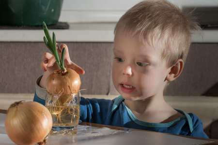 Blonde child aged 2-3 years old playing with green onion germinating onion, which is on the table.の写真素材