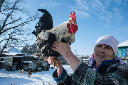 Krasnodar, Russia - January 19, 2015: An elderly woman showing a big cock, which has grown up in a household. Winter bright sunny day.のeditorial素材