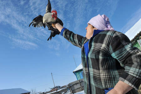 Krasnodar, Russia - January 19, 2015: An elderly woman showing a big cock, which has grown up in a household. Winter bright sunny day.のeditorial素材