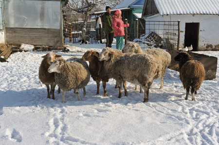 Krasnodar, Russia - January 19, 2015: A small flock of sheep in the household of a rural family. Sunny winter day serene village streetのeditorial素材
