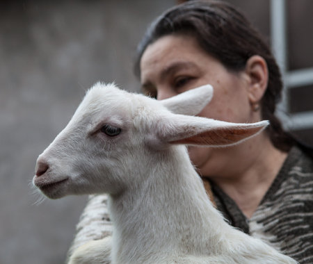 Saint-Petersburg, Russia - December 14, 2014: Goat Saanen. The woman in the yard with a group of purebred goats personally grown it. The kid on the hands.のeditorial素材