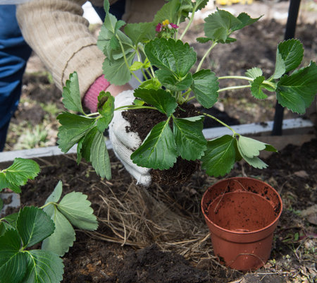 Planting of strawberry seedlings from special pots into the ground in a special equipped greenhouse made by own hands in spring time on the backyard.の写真素材