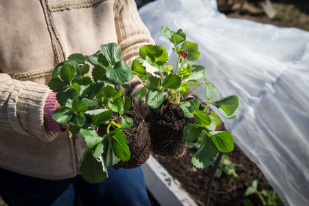 Planting of strawberry seedlings from special pots into the ground in a special equipped greenhouse made by own hands in spring time on the backyard.の写真素材