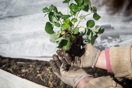 Planting of strawberry seedlings from special pots into the ground in a special equipped greenhouse made by own hands in spring time on the backyard.の写真素材