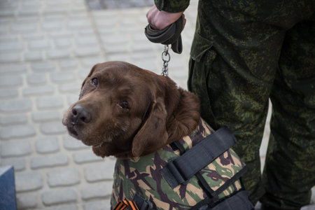 St. Petersburg, Russia - May 12, 2017: Sappers prepare service dogs for demonstration demonstrations...