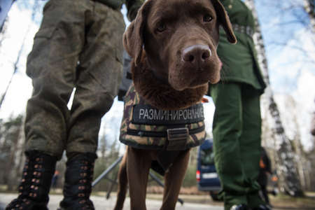 St. Petersburg, Russia - May 12, 2017: Sappers prepare service dogs for demonstration demonstrations on demining in the city park.のeditorial素材