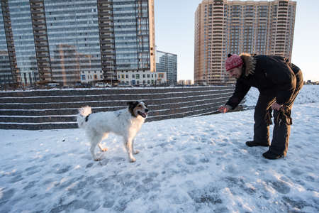 St. Petersburg, Russia - January 21, 2017: New residential district of the city. Paddling of a non-pedigree dog on the outskirts on a winter sunny day.のeditorial素材
