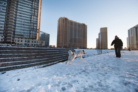 St. Petersburg, Russia - January 21, 2017: New residential district of the city. Paddling of a non-pedigree dog on the outskirts on a winter sunny day.のeditorial素材